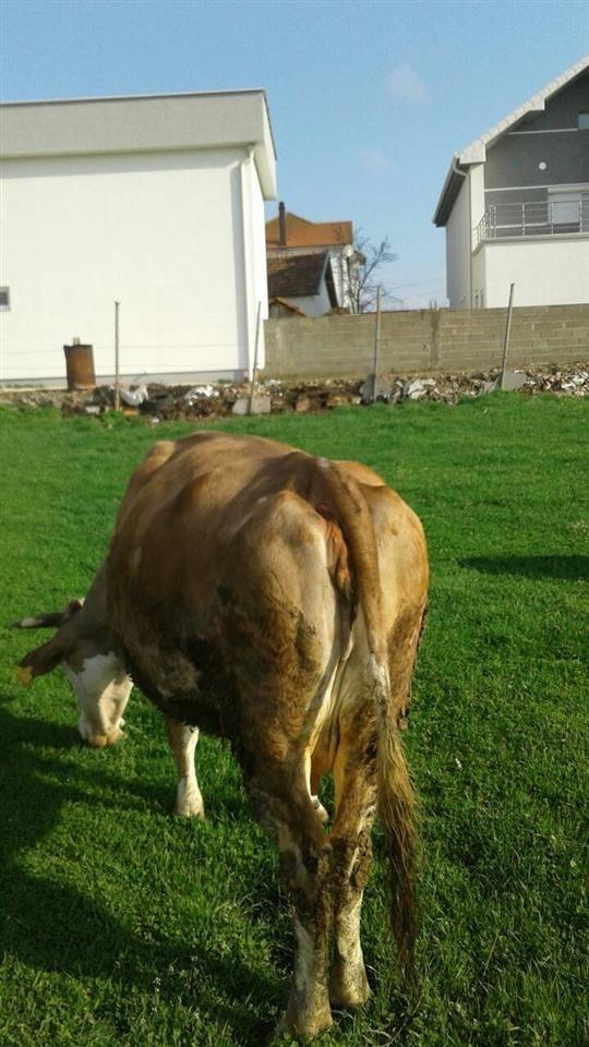 Shes-lopen-
