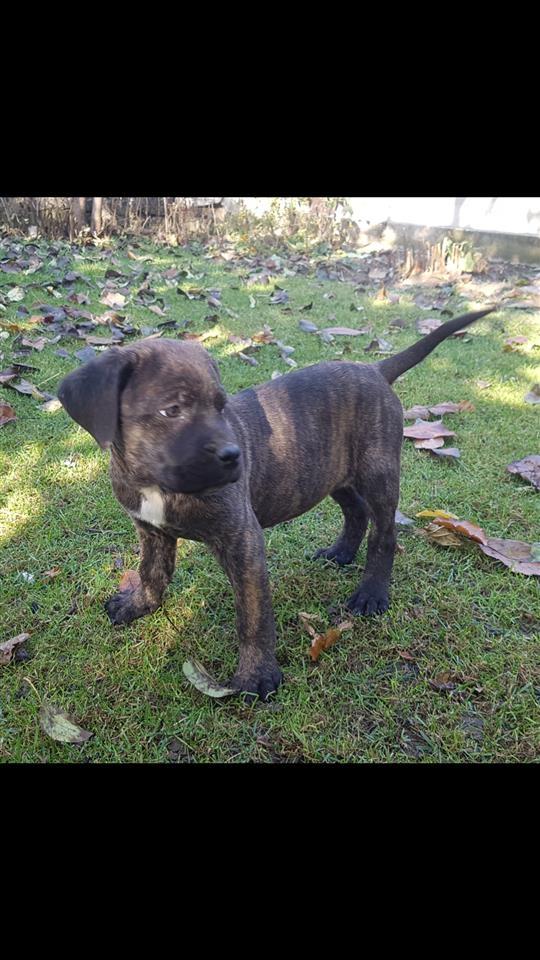 Cane-Corso