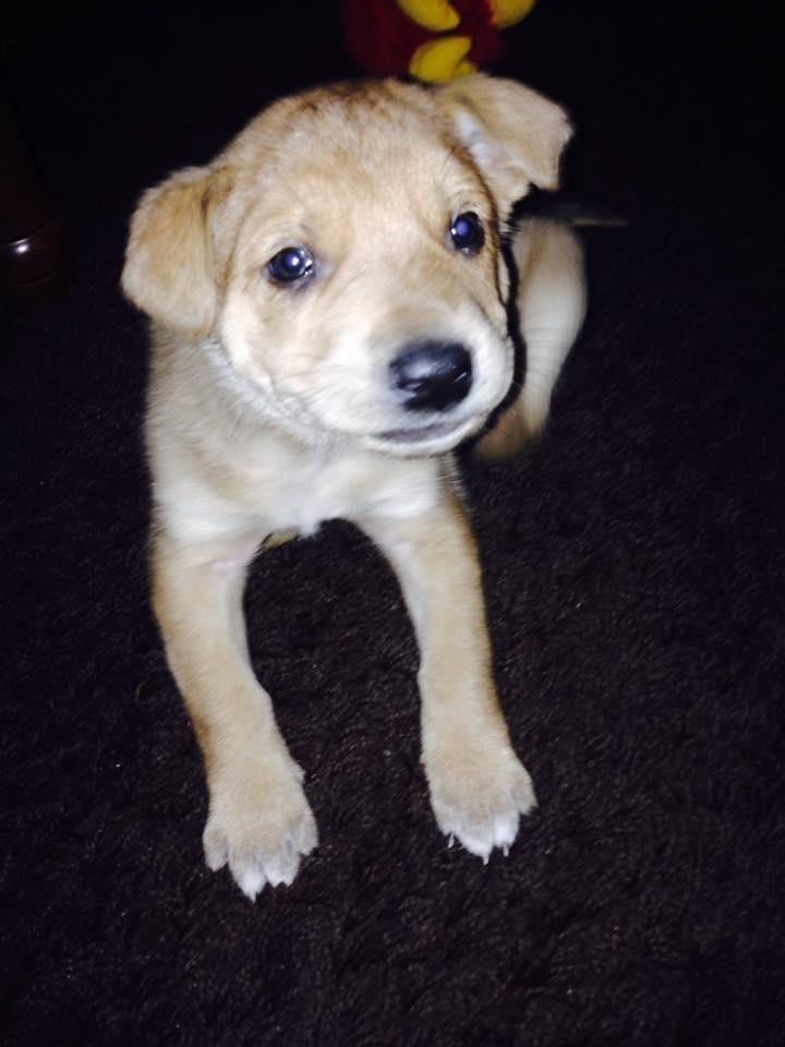 QENË-LABRADOR