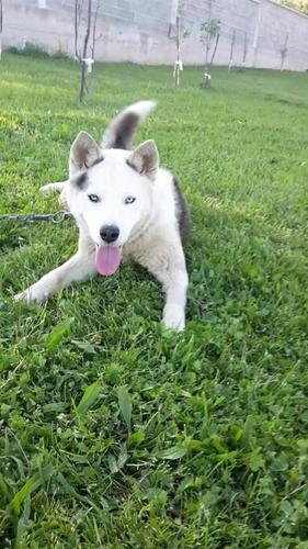 Husky