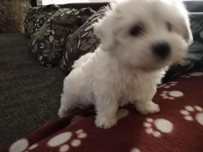 Maltezer 