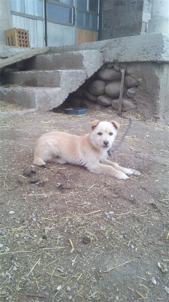 bubi