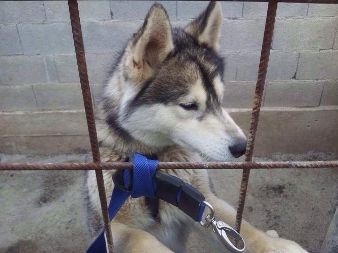Husky