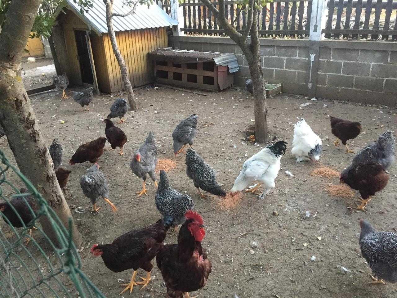 Pula-ne-shitje
