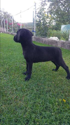 Cane corso