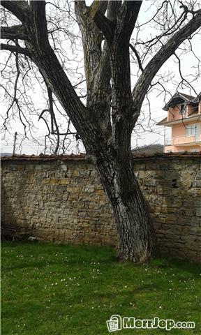 Trupi-i-arres