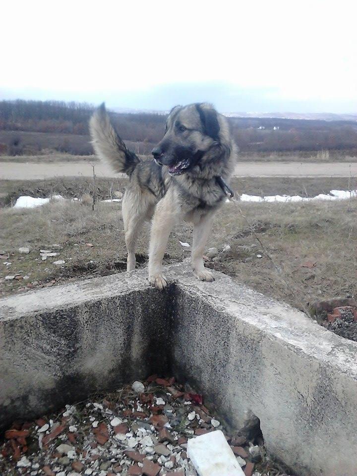 shitet-qeni-