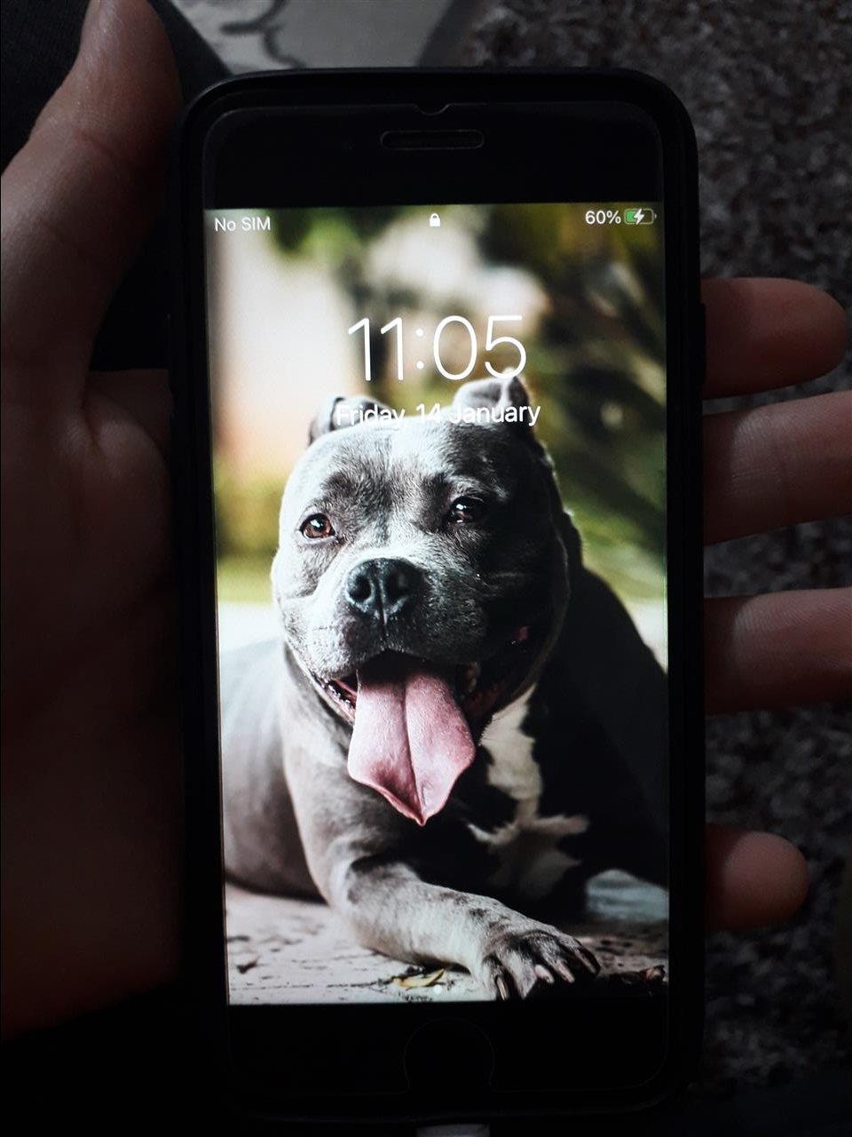 Shiter-Iphone-7