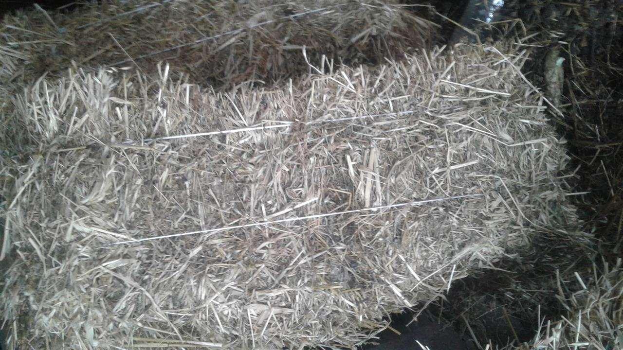 Duje-