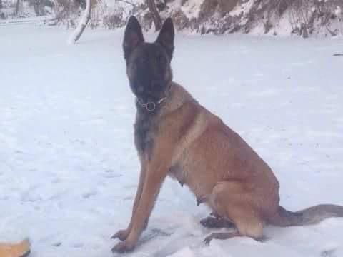 shitet malinoska