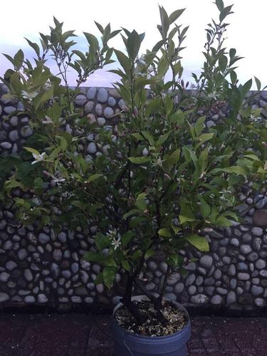 Limon