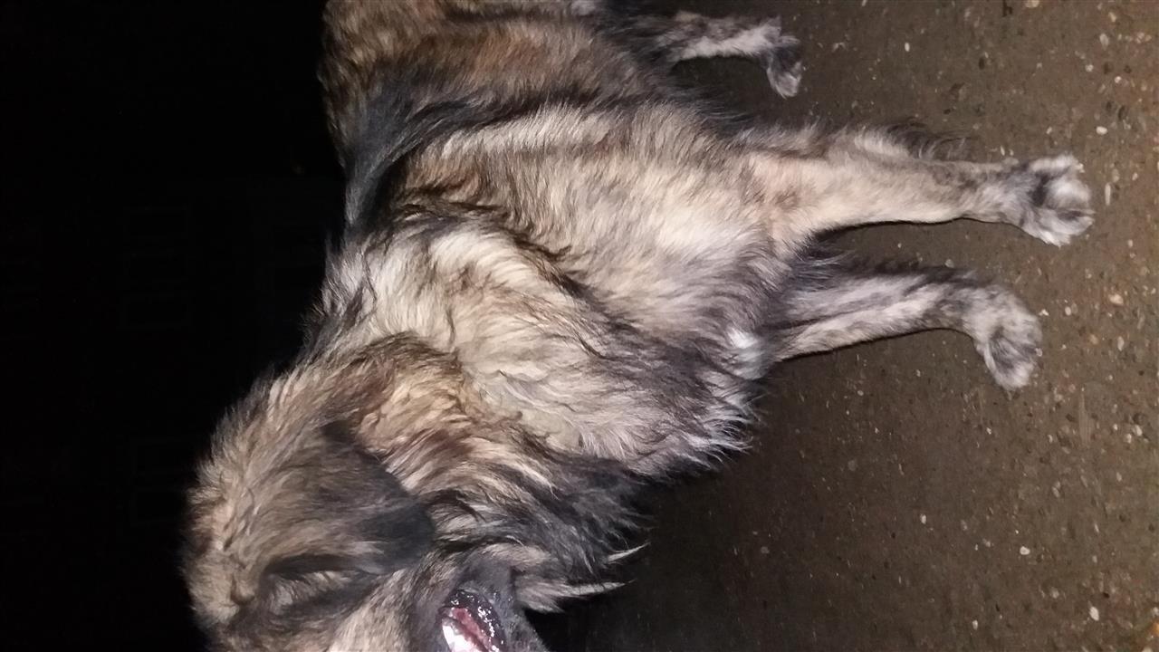 ratkoc