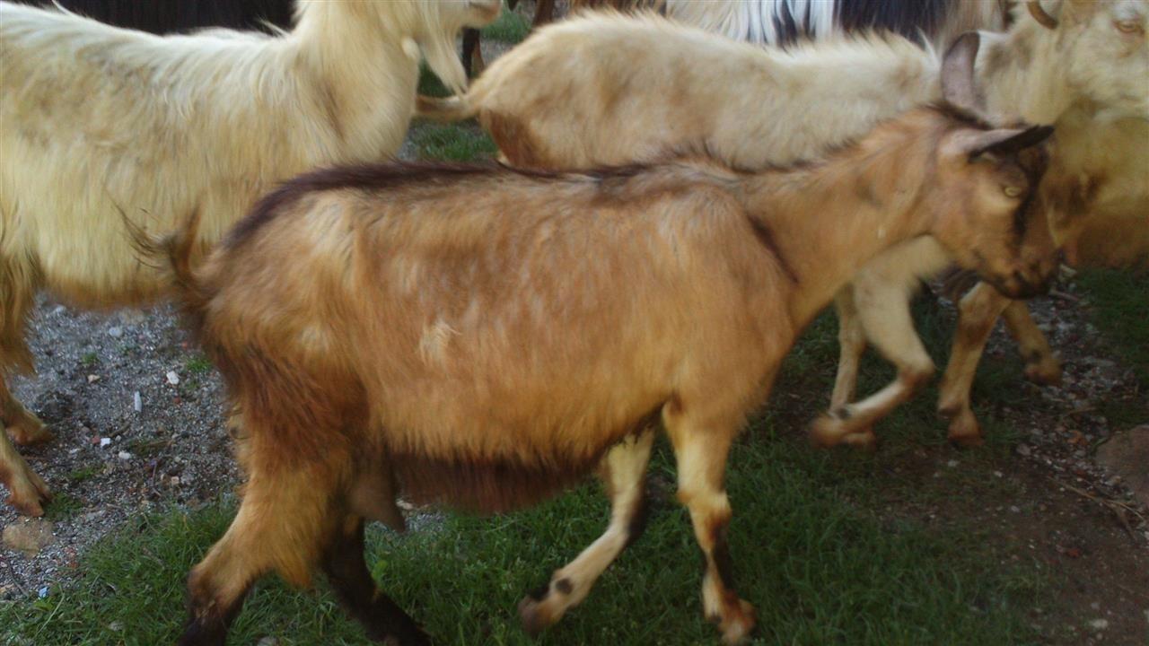 dhi