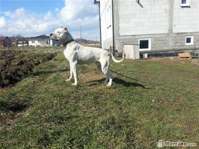 Dogo-Argentin
