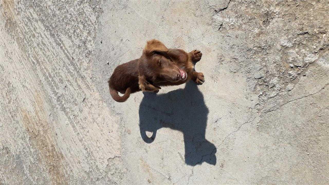 Shitet-Bubi-