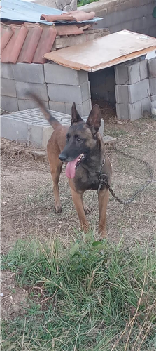 Belgian Malinois