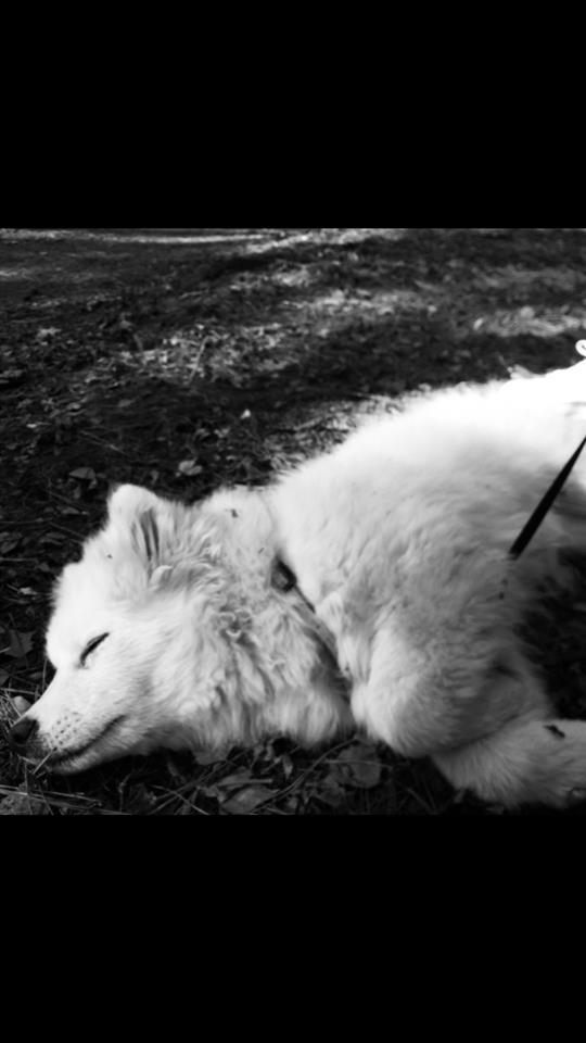 Samoyed