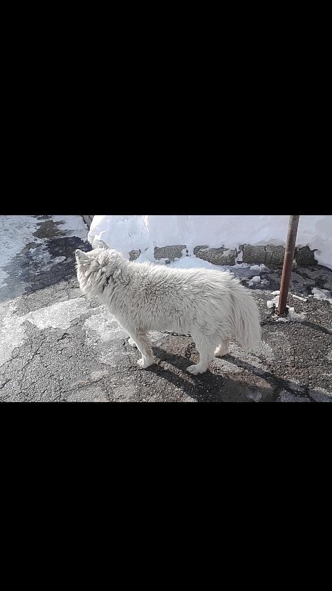 Hasky