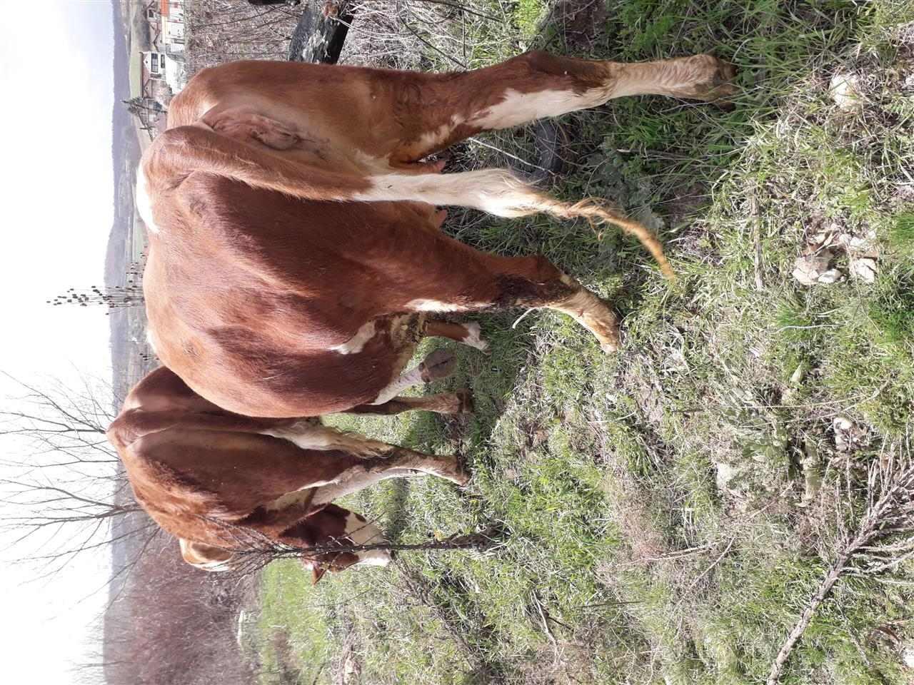 Mshtjerra
