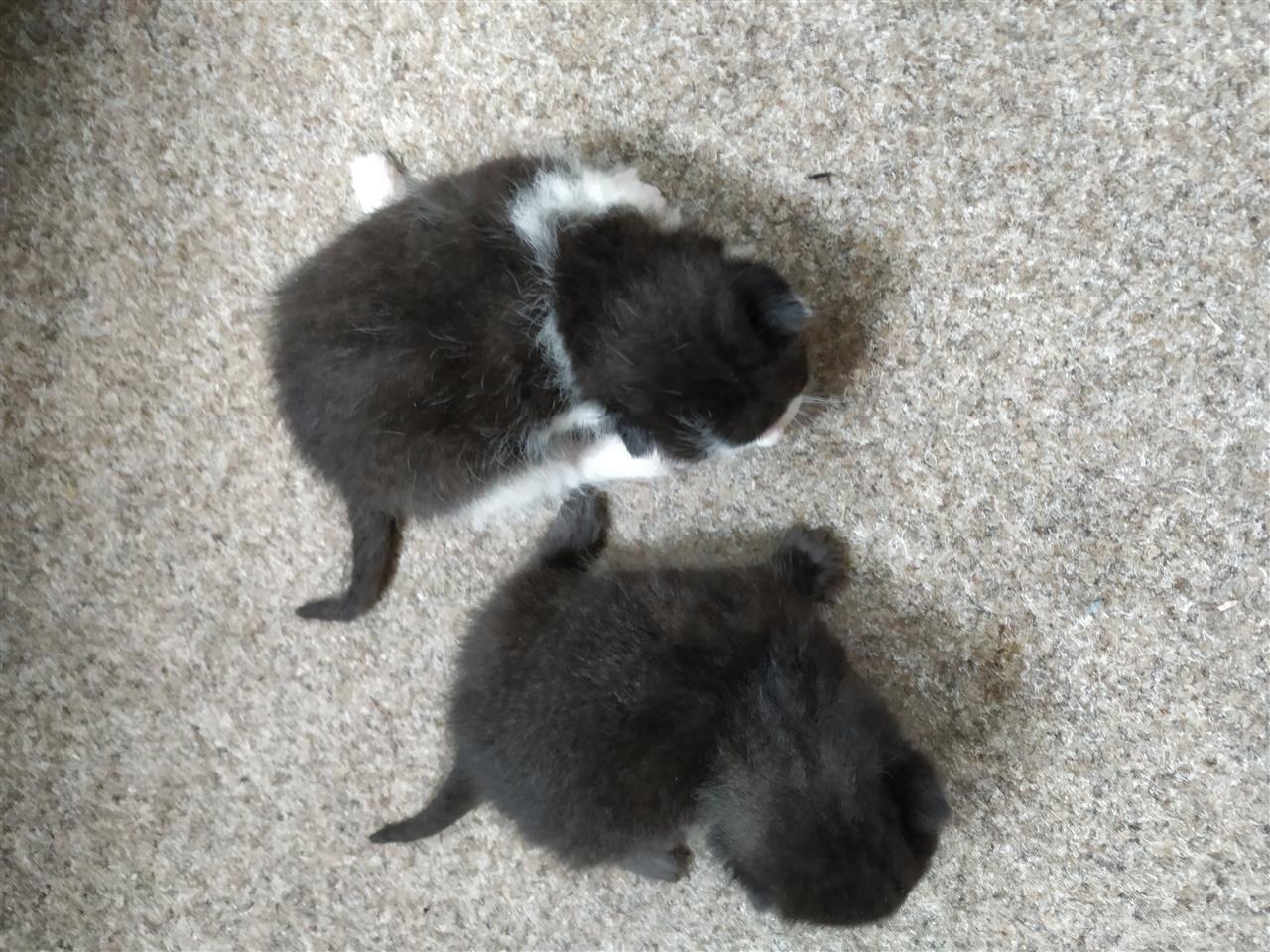 Ipen-per-adoptimn-macet