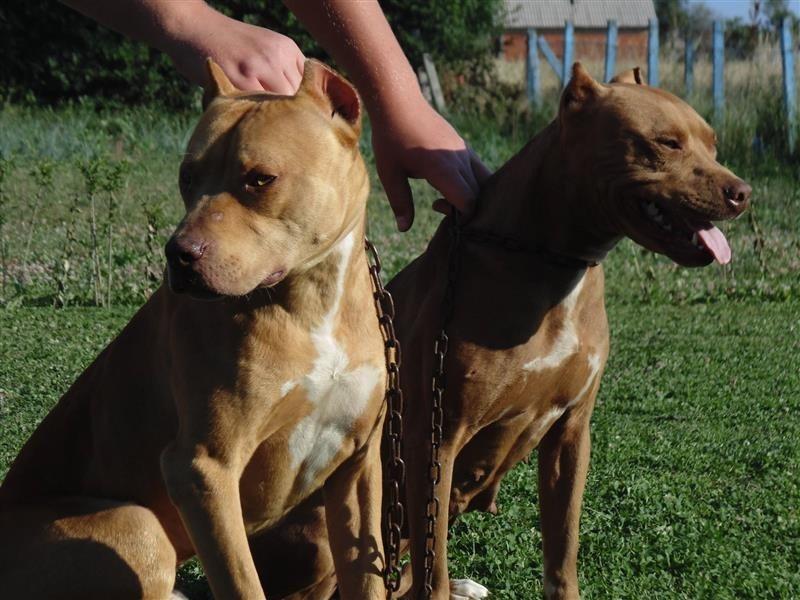 Pitbull-