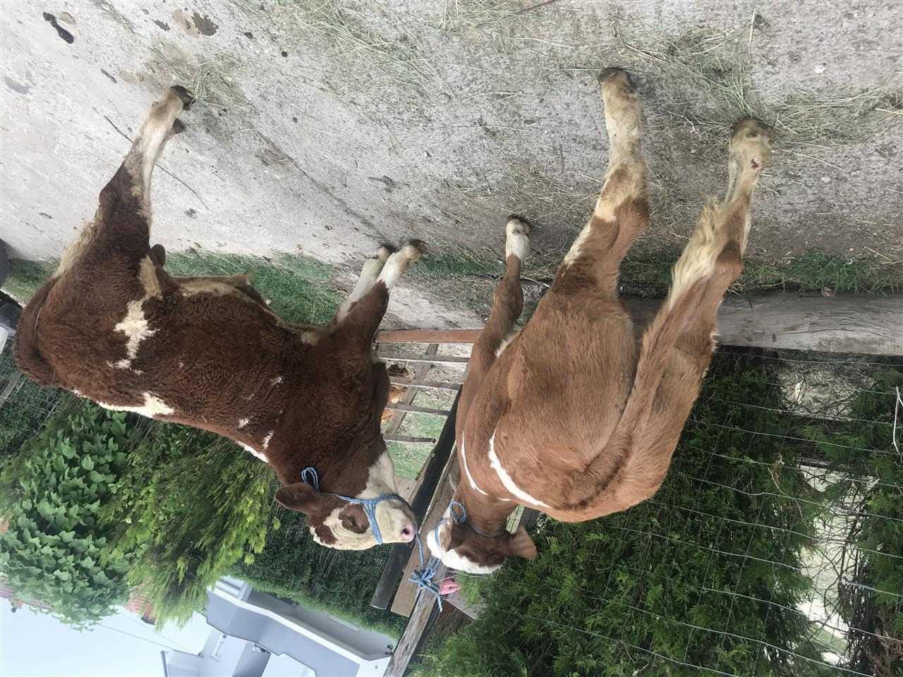 Mashkuj-