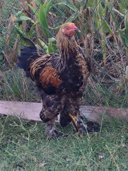 Brahma