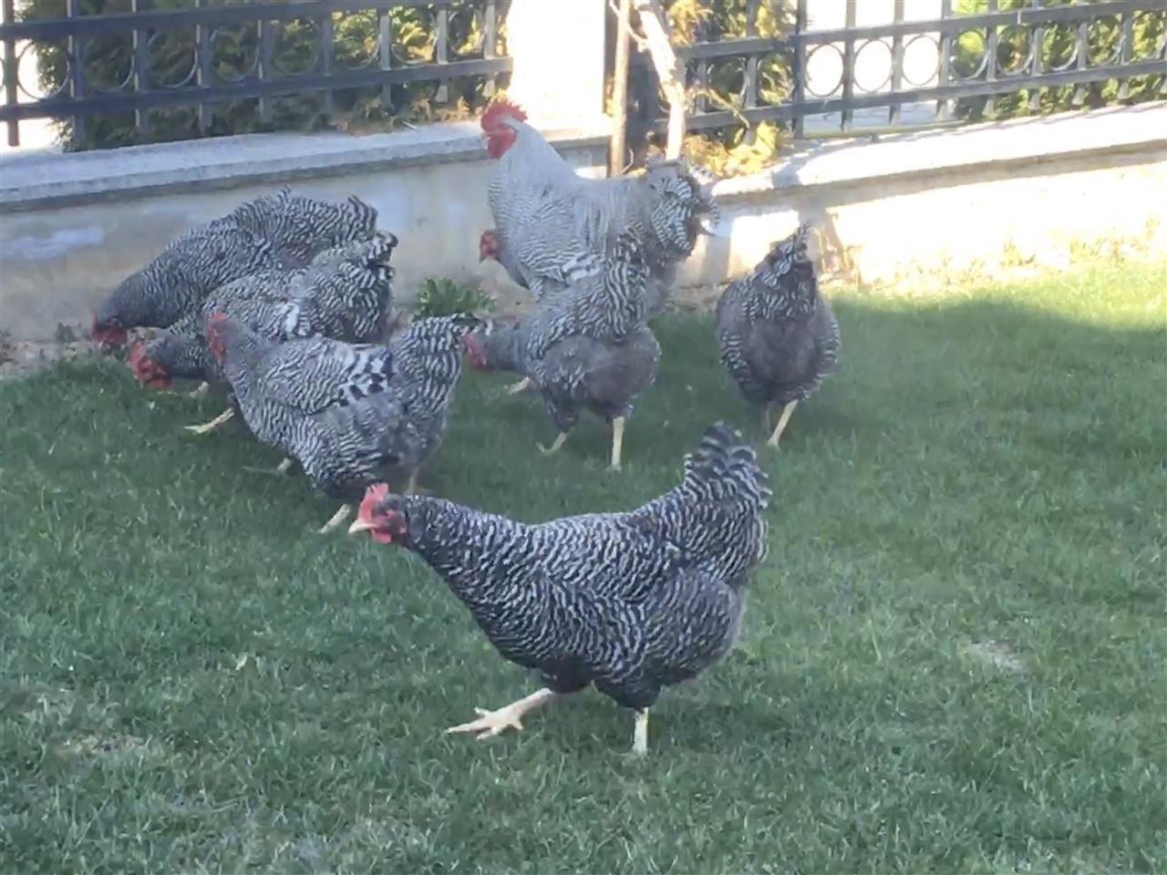 Vezë--