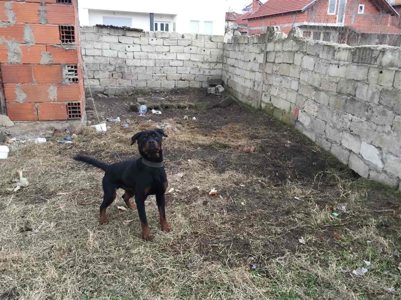 Rotweiler-