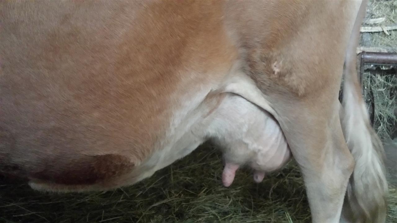 Lop