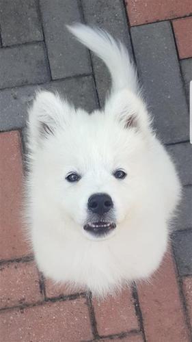 Samoyed Samojed