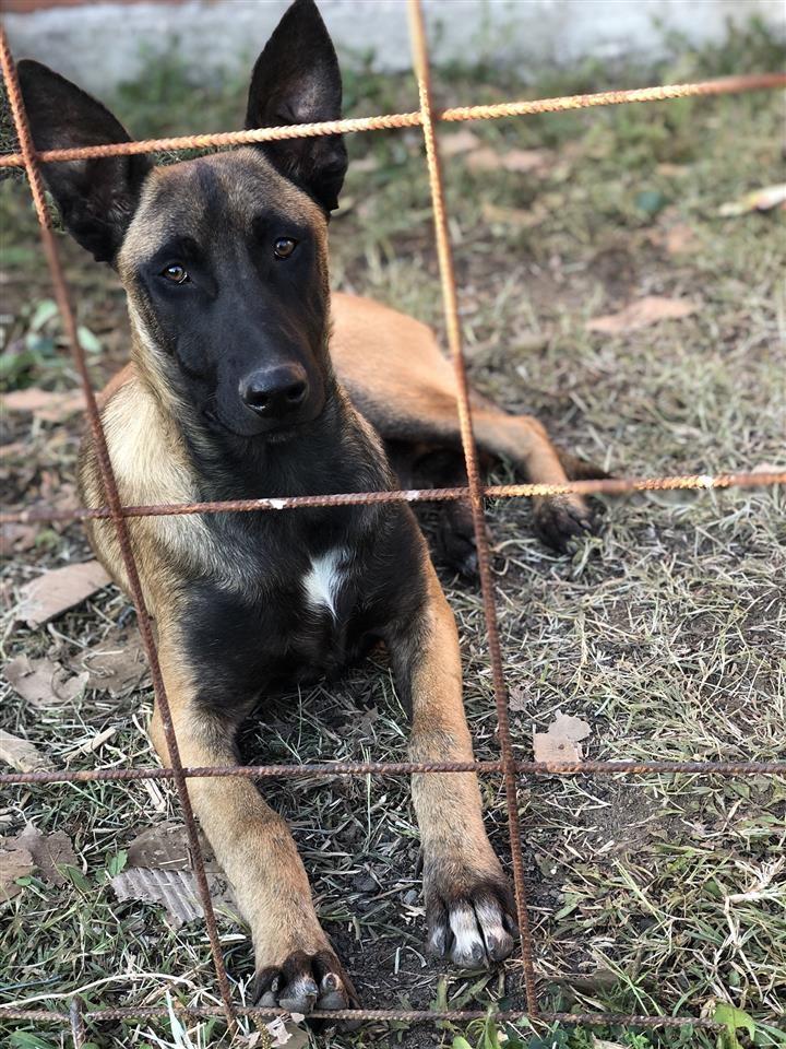 Malinois