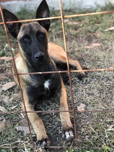 Malinois
