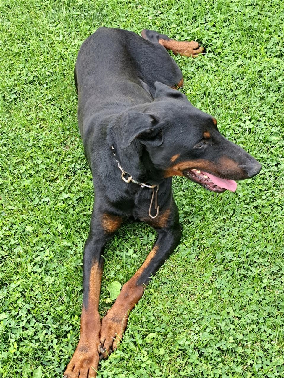 Doberman
