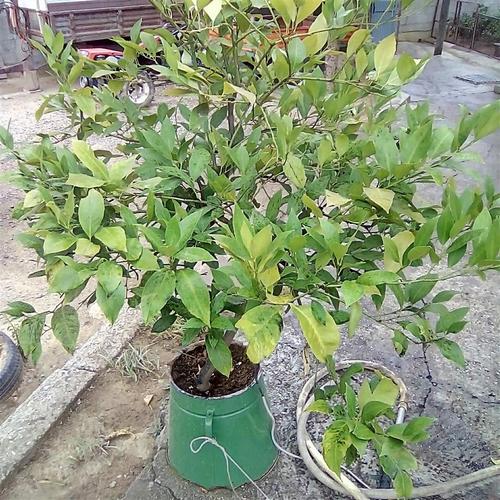 Limon