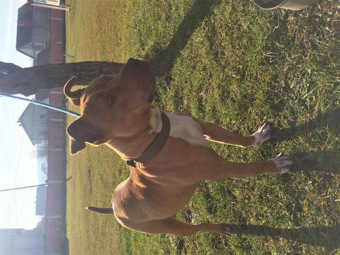 Pit Bull (DEA)