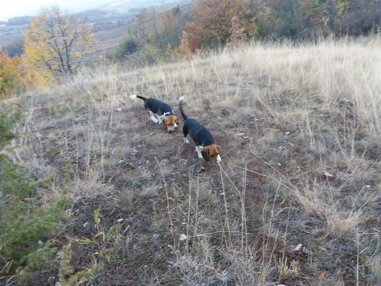 Zagar--Beagle-