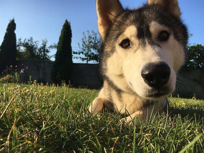 Husky 