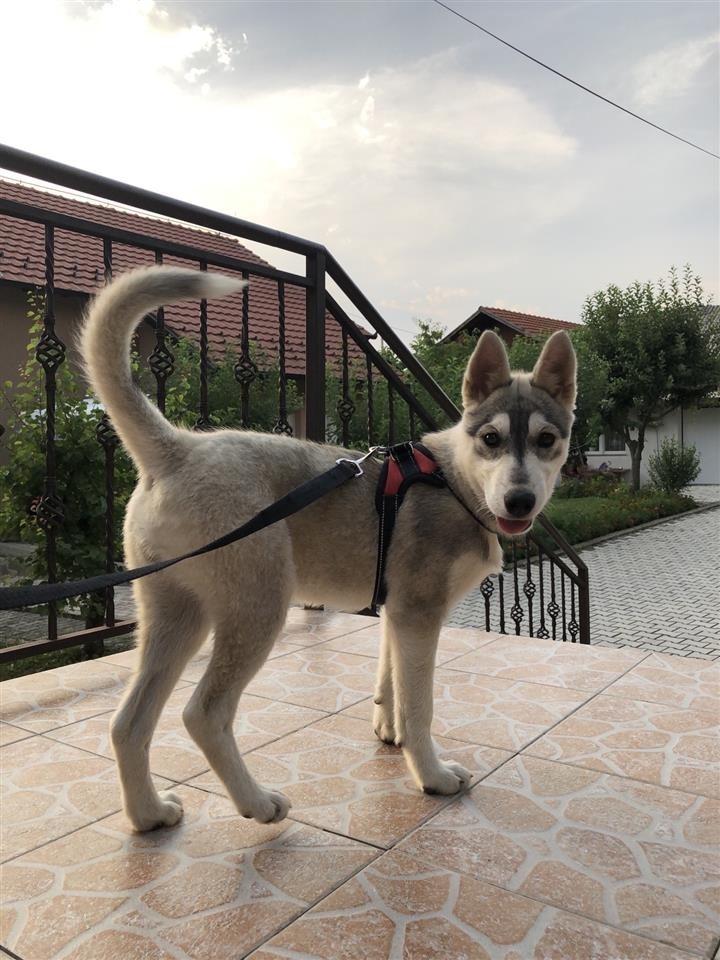 Shitet-Husky