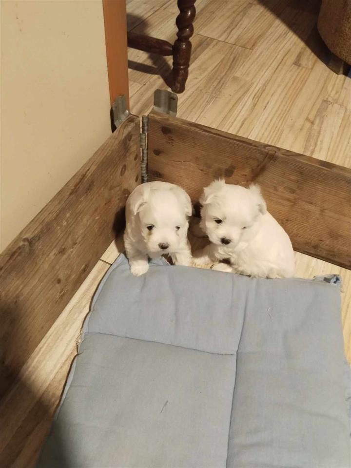 Maltese-