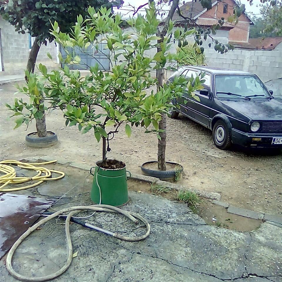 Limon