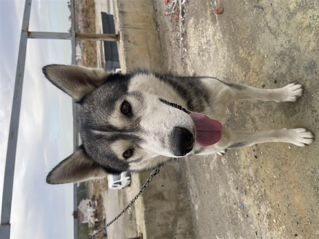 Shitet-Hasky-