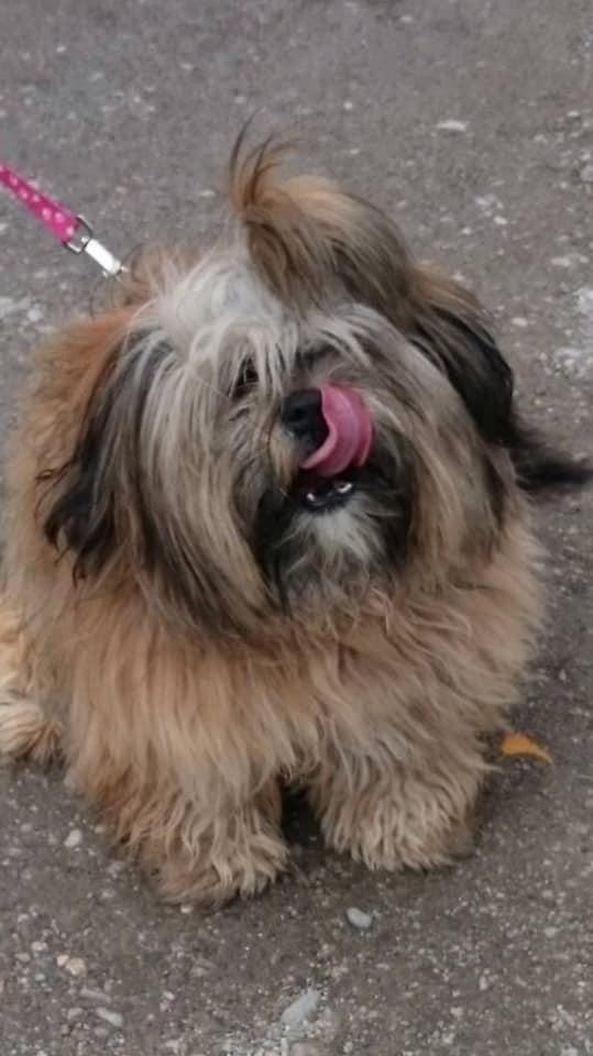 Shih-tzu