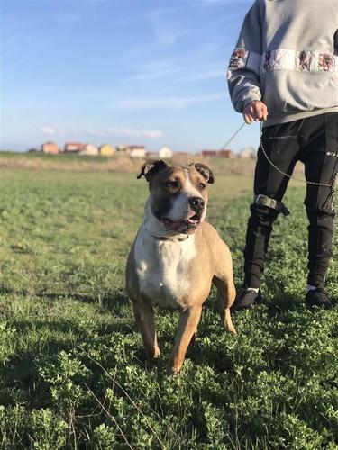 Shitet pitbull mashkull 