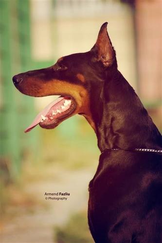  Doberman  