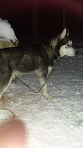 Haski 