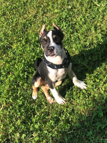 Pitbull 