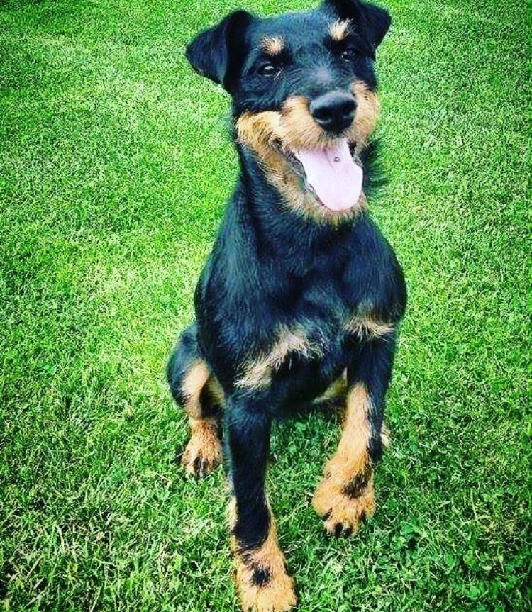Shitet-terrierka