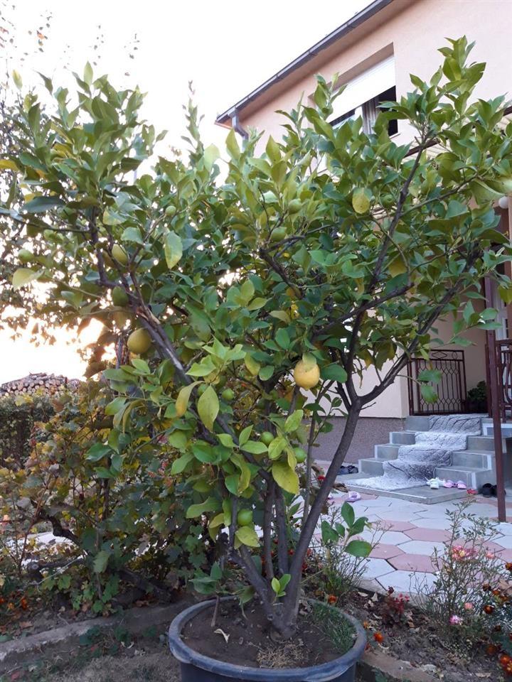Limon