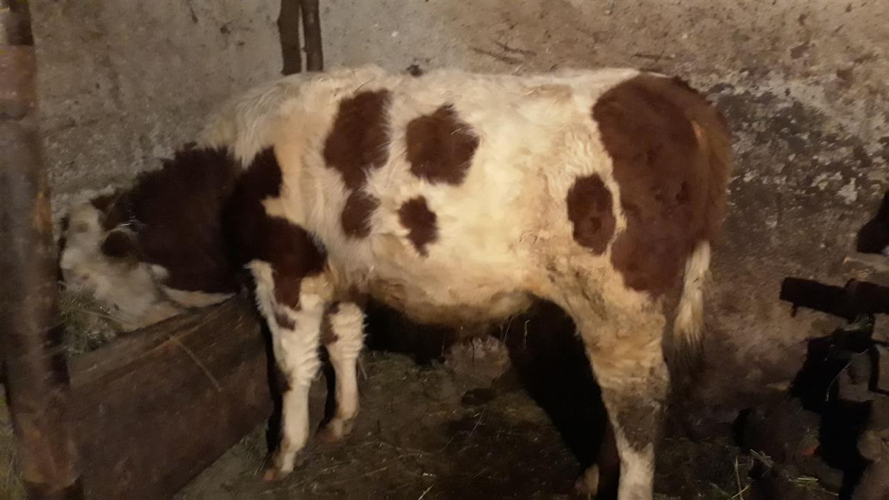 Mzati-